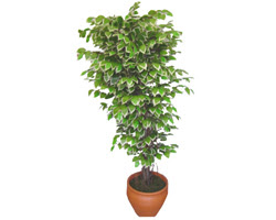 Ficus zel Starlight 1,75 cm   Tunceli hediye iek yolla 