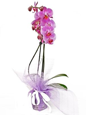  Tunceli iekiler  Kaliteli ithal saksida orkide