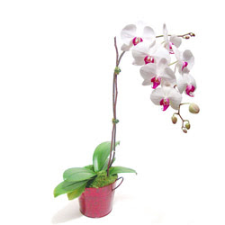  Tunceli kaliteli taze ve ucuz iekler  Saksida orkide