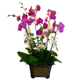  Tunceli hediye iek yolla  4 adet orkide iegi