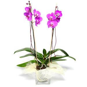  Tunceli yurtii ve yurtd iek siparii  Cam yada mika vazo ierisinde  1 kk orkide