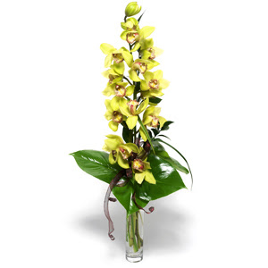  Tunceli iek online iek siparii  cam vazo ierisinde tek dal canli orkide