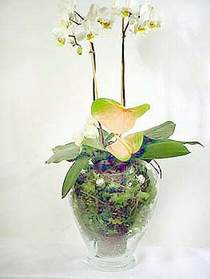  Tunceli yurtii ve yurtd iek siparii  Cam yada mika vazoda zel orkideler