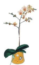  Tunceli ucuz iek gnder  Phalaenopsis Orkide ithal kalite