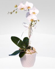 1 dallı orkide saksı çiçeği  Tunceli anneler günü çiçek yolla 