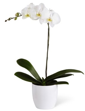1 dall beyaz orkide  Tunceli internetten iek sat 