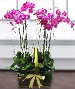 4 dall mor orkide  Tunceli uluslararas iek gnderme 