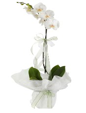 1 dal beyaz orkide iei  Tunceli iek , ieki , iekilik 