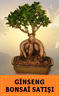 Ginseng bonsai sat japon aac  Tunceli hediye iek yolla 
