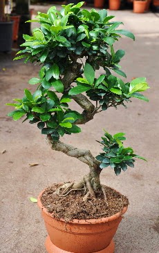 Orta boy bonsai saks bitkisi  Tunceli iek sat 