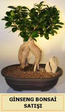 thal Ginseng bonsai sat japon aac  Tunceli iek yolla 