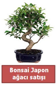 Japon aac bonsai sat  Tunceli iek yolla 