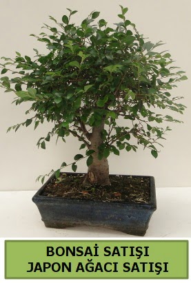 Minyatür bonsai japon ağacı satışı  Tunceli çiçek servisi , çiçekçi adresleri 