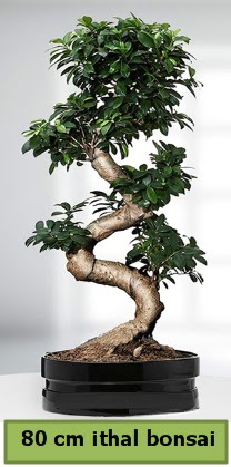80 cm özel saksıda bonsai bitkisi  Tunceli güvenli kaliteli hızlı çiçek 
