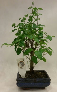 Minyatr bonsai japon aac sat  Tunceli gvenli kaliteli hzl iek 