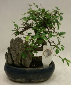 thal 1.ci kalite bonsai japon aac  Tunceli yurtii ve yurtd iek siparii 