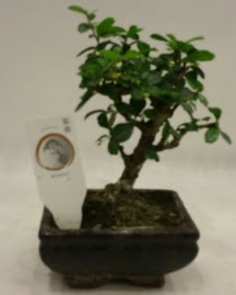 Kk minyatr bonsai japon aac  Tunceli kaliteli taze ve ucuz iekler 