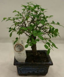 Minyatr ithal japon aac bonsai bitkisi  Tunceli yurtii ve yurtd iek siparii 
