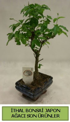 thal bonsai japon aac bitkisi  Tunceli internetten iek siparii 