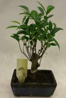 Japon aac bonsai bitkisi sat  Tunceli gvenli kaliteli hzl iek 