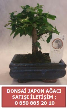 Japon aac minyar bonsai sat  Tunceli yurtii ve yurtd iek siparii 