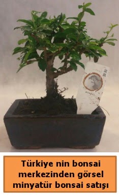 Japon aac bonsai sat ithal grsel  Tunceli iek maazas , ieki adresleri 