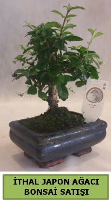 thal japon aac bonsai bitkisi sat  Tunceli gvenli kaliteli hzl iek 