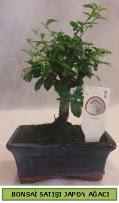Minyatr bonsai aac sat  Tunceli kaliteli taze ve ucuz iekler 
