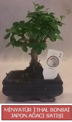 Kk grsel bonsai japon aac bitkisi  Tunceli online ieki , iek siparii 