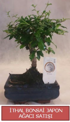 İthal küçük boy minyatür bonsai ağaç bitkisi  Tunceli güvenli kaliteli hızlı çiçek 