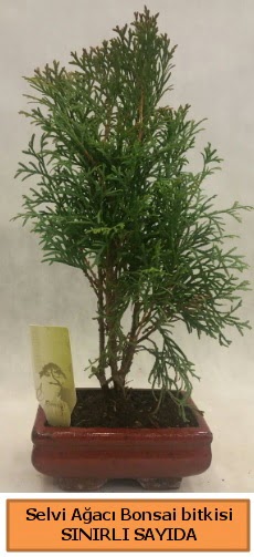 Selvi aac bonsai japon aac bitkisi  Tunceli yurtii ve yurtd iek siparii 