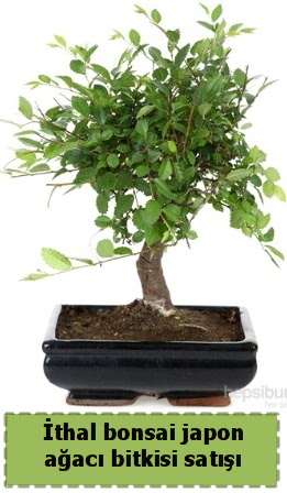 thal bonsai saks iei Japon aac sat  Tunceli iek online iek siparii 