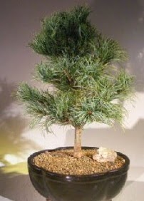 am aac bonsai bitkisi sat  Tunceli iek yolla , iek gnder , ieki  