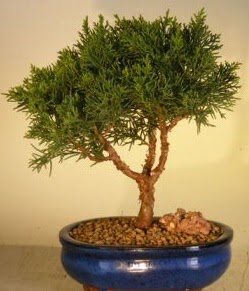 Servi am bonsai japon aac bitkisi  Tunceli iek maazas , ieki adresleri 