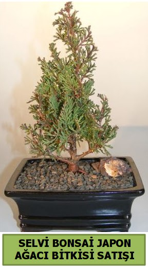 Selvi am japon aac bitkisi bonsai  Tunceli gvenli kaliteli hzl iek 