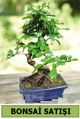 am bonsai japon aac sat  Tunceli yurtii ve yurtd iek siparii 