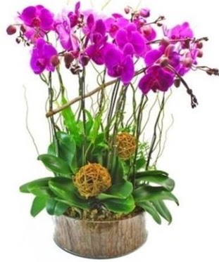 Ahap ktkte lila mor orkide 8 li  Tunceli iek gnderme 