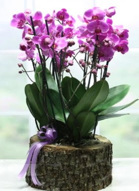 Ktk ierisinde 6 dall mor orkide  Tunceli iek yolla , iek gnder , ieki  