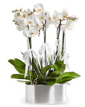 Be dall metal saksda beyaz orkide  Tunceli iek maazas , ieki adresleri 