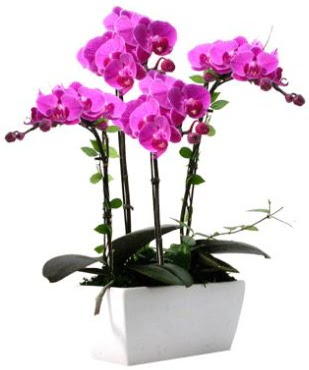 Seramik vazo ierisinde 4 dall mor orkide  Tunceli yurtii ve yurtd iek siparii 