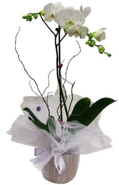 Tek dall beyaz orkide  Tunceli hediye iek yolla 