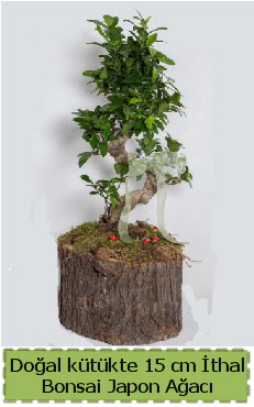 Doal ktkte thal bonsai japon aac  Tunceli kaliteli taze ve ucuz iekler 