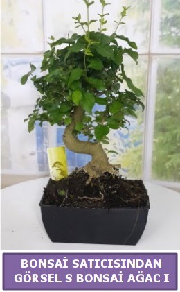S dal erilii bonsai japon aac  Tunceli yurtii ve yurtd iek siparii 