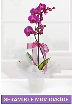 Seramik içerisinde birinci kalite tek dallı mor orkide  Tunceli çiçek online çiçek siparişi 