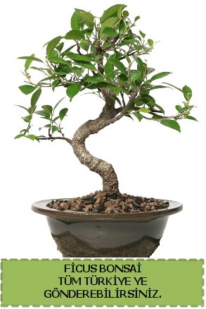 Ficus bonsai  Tunceli iek servisi , ieki adresleri 