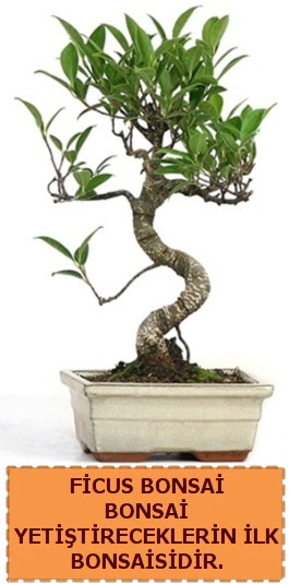 Ficus bonsai 15 ile 25 cm arasndadr  Tunceli iek maazas , ieki adresleri 