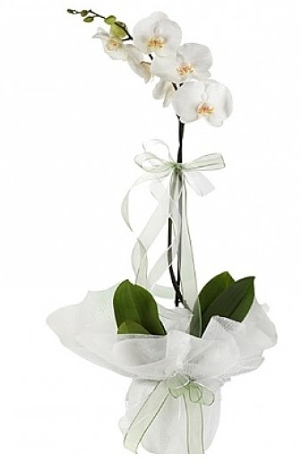 Tekli Beyaz Orkide  Tunceli nternetten iek siparii 