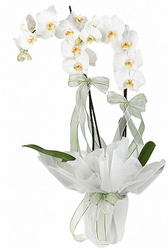 ift Dall Beyaz Orkide  Tunceli iekiler 