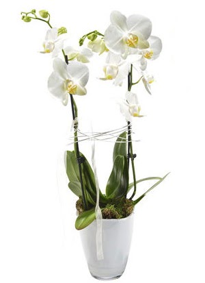2 dall beyaz seramik beyaz orkide sakss  Tunceli iek servisi , ieki adresleri 