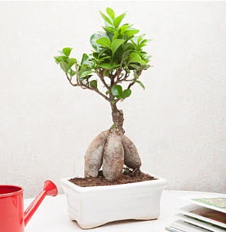 Exotic Ficus Bonsai ginseng  Tunceli online iek gnderme sipari 